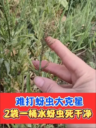 抗性难打蚜虫一扫光 专打抗性蚜虫就用卓飞，黄蚜黑蚜桃蚜菜蚜一起搞定，2袋一桶水，效果特别好#蚜虫 #蚜虫防治 #蚜虫克星 #杀虫剂 #农资肥料