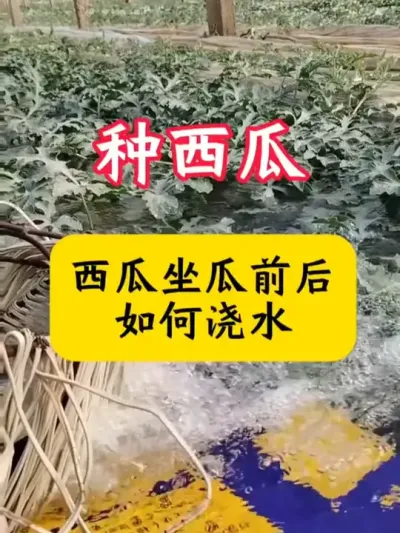 #西瓜种植 #西瓜种植技术 #西瓜浇水 #西瓜 #西瓜管理