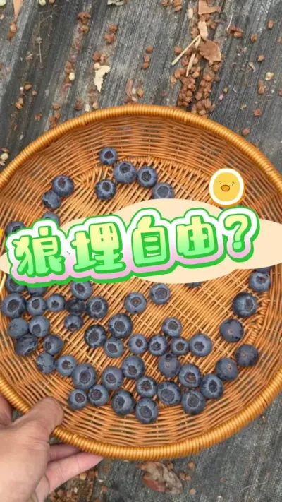 ������������Ҫ�ٵȵ�#������ݮ#¥����԰ #��ݮ����#��ͥݪֲ