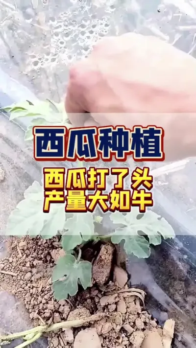 西瓜打了头，产量大如牛。但是这西瓜打头到底该怎么打？有老乡说打主蔓，留侧蔓，也有老乡说打侧蔓留主蔓，把咱们很多新手瓜农啊，搞得是米汤里洗澡稀里糊涂的，那咱们种西瓜到底怎样去打头，打头真的能够提高产量吗