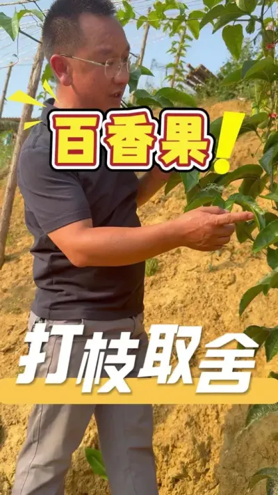 栽种百香果一定要舍得打枝做取舍，这样发出来的主干果才能硕果累累。如果您有任何作物的种植难题和疑问，欢迎评论区留言或私信我，24小时在线为您解答#百香果#打枝#三农#农业技术推广