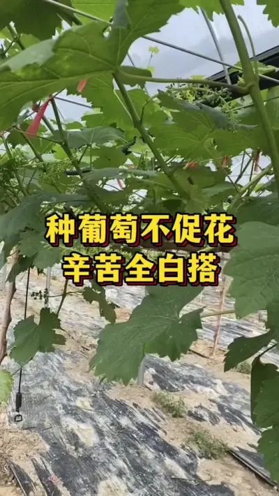 �����Ѳ��ٻ�������ȫ�״�#ũҵݪֲ #��ũ #��ũݪֲ����