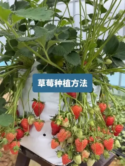 ��ʱ5������һ����Ƶ��������ݪֲ��ݮ���� #ݪֲС���� #��ũ������ #��ݮ���� #��ݮݪֲ