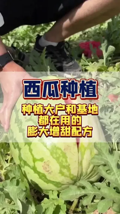 种西瓜你一定要知道的膨大增甜配方，种植基地和种植大户都在用，就是不告诉你。#西瓜种植#西瓜管理#膨大增甜