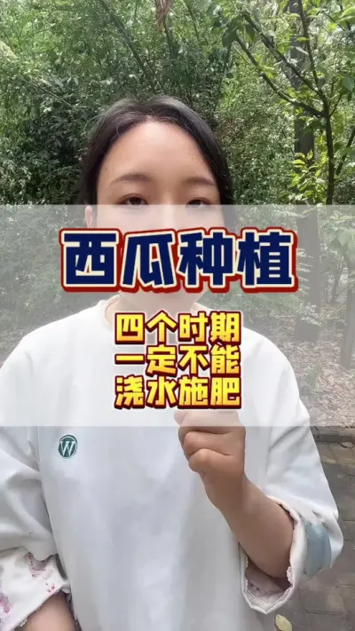 #西瓜种植 #西瓜管理 #知识分享 种西瓜，四个时期绝对不能上水肥