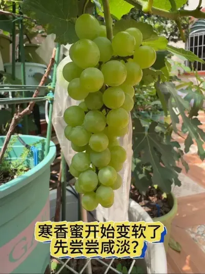 寒香蜜葡萄开始变软了，先尝尝咸淡？#盆栽寒香蜜#盆栽葡萄#葡萄成熟时