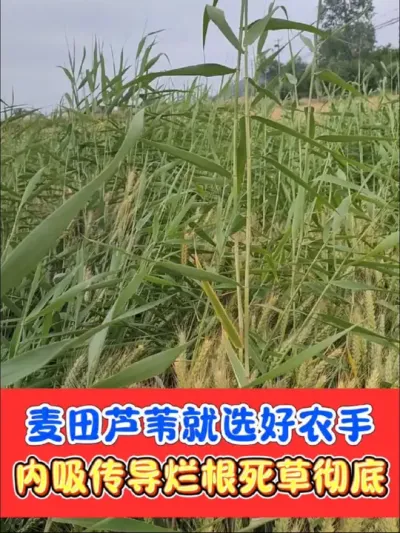 芦苇杂草烂根死彻底就用好农手 除草烂根不反弹，不伤土壤不影响下茬，就选好农手组合#好农手 #除草剂 #除草烂根 #除草 #农资肥料