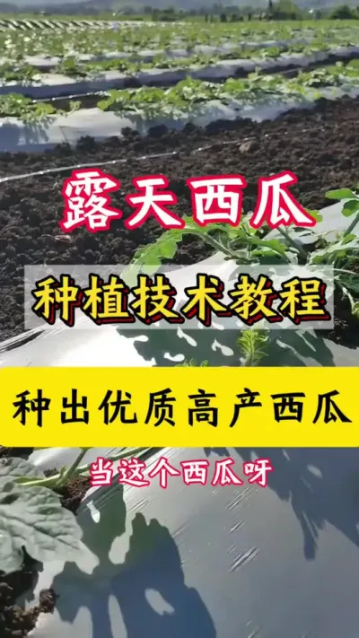 #������#���� #����ݪֲ����#������#¶������