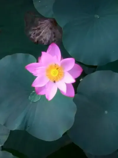 ��������������ĺɻ�?���������Ļ��� #ԭ����Ƶ #���㼼�� #�ɻ� #��ʧԼ�ĺɻ������㿴�� #�ɻ�������