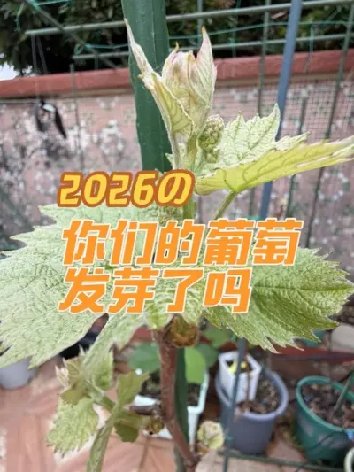 ���ǵ��������ȳ�ѿ��û������㶫���󲿷�����������ѿ����ȥ��ʹ�õ��谷����ʮ������#��������#����������#����������#���ѳ�ѿ��