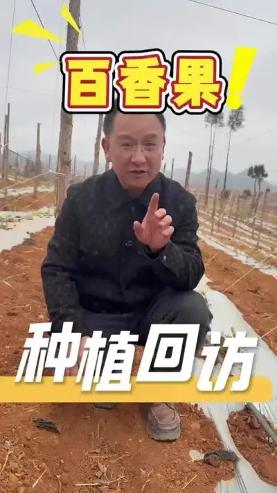 百香果幼苗初期使用&ldquo;390&rdquo;方案长势#百香果#三农#农资#农业法哥