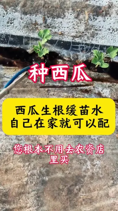 #����ݪֲ#����ݪֲ����#��������#������#����