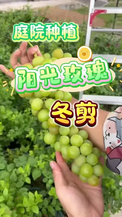 ͥԺ���ѵ�����֮һ����õ�嶬��#ͥԺ���� #���� #��ͥݪֲ #����ݪֲ #��ũ