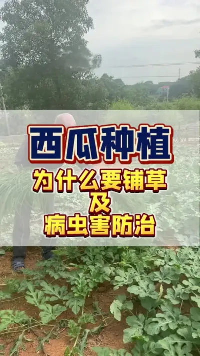 #西瓜管理 #西瓜种植 #病虫害防治  好好的西瓜地里为什么要铺草呢？铺草的好处有哪些呢？