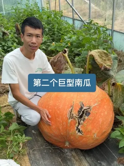 ����Ҫ���ĵڶ��������Ϲ����� #�ҵ��������� #��ũ������2025 #�����Ϲ�