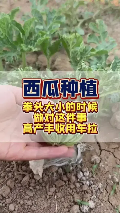 #西瓜种植 #西瓜管理 #病虫害防治 西瓜长到拳头大小的时候，您一定要注意了，千万别做错了这件事儿。