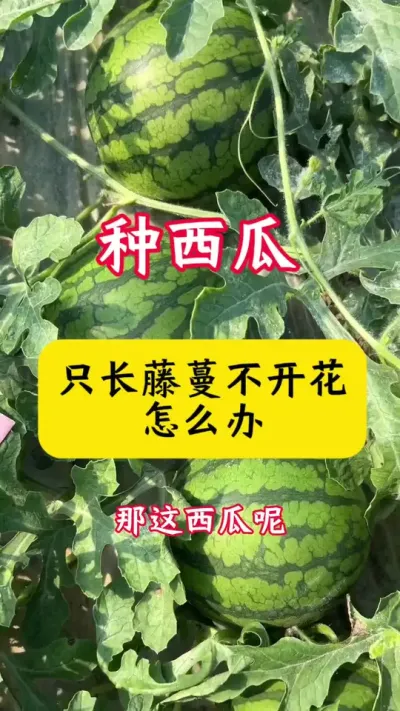 #西瓜种植技术 #西瓜种植 #种西瓜#西瓜病害