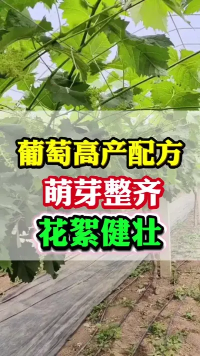 ������ѿ������������ʵ��ֻ������䷽#����ݪֲ#���Ѹ߲�#������ѿ�ڹ���