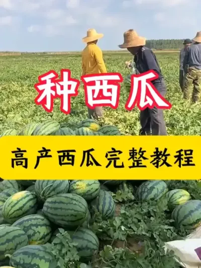 #西瓜 #西瓜种植 #西瓜种植技术 #西瓜管理 #种西瓜