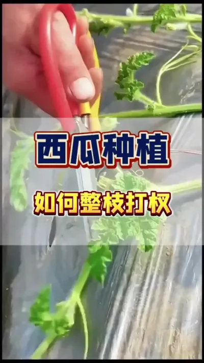 #西瓜管理 #增产增收才是硬道理 #农业技术推广 西瓜移栽后如何整枝打杈