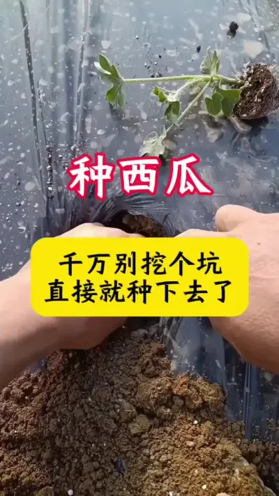 #������#����ݪֲ#����ݪֲ����#��������#����