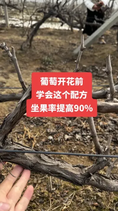 �����Ż�ǰ��ѧ������䷽�����������90%����#�����Ż�#����ݪֲ#���Ѹ߲�