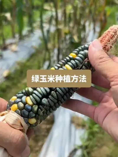 ��ʱ4��������ݪֲ���ջ��������׵�ݪֲҪ��ȫ���� #ݪֲС���� #��ũ������2026