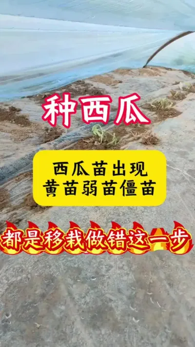 #������#����ݪֲ#����ݪֲ����#��������#������