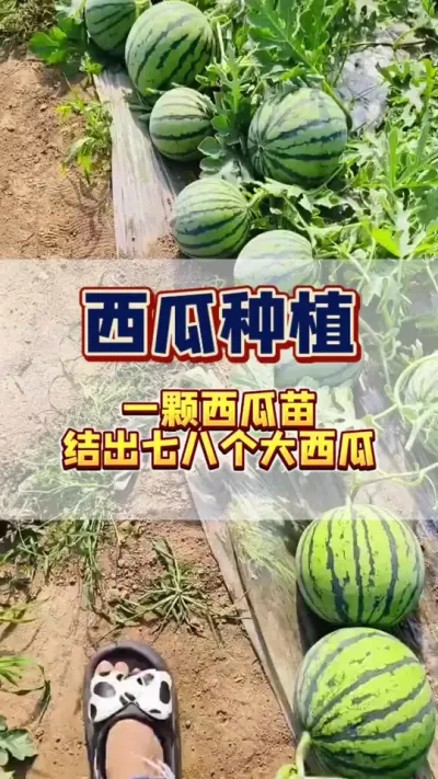 #西瓜种植 #西瓜管理 #知识分享 一棵西瓜苗，能结六七八个大西瓜
