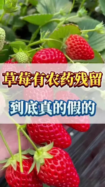 草莓农药残留，到底真的假的#种草莓 #草莓🍓 #新农人计划