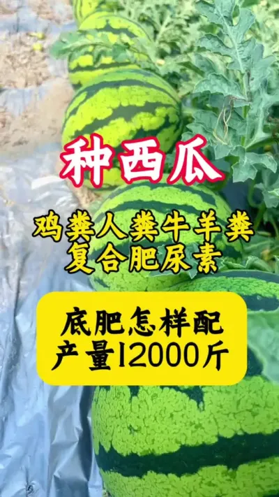 #������#����ݪֲ #���Ϲ��� #���� #���ϵ׷�