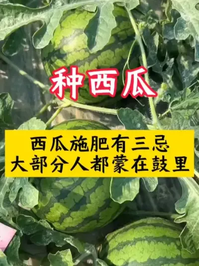 #西瓜种植 #西瓜种植技术 #西瓜 #种西瓜