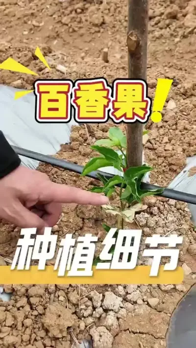 百香果幼苗初期管理方案#百香果#三农#农业技术推广#农业法哥