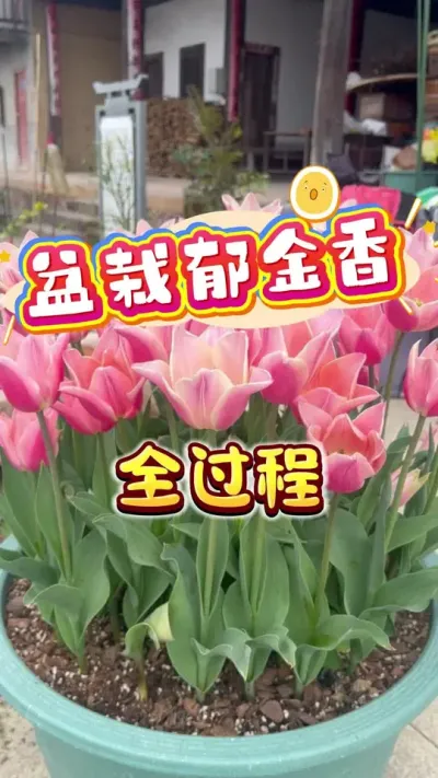 ������������ʱ���ֵ����������ֳɰ��Ŵ����ͻ���ף�����˳��#���������� #������ #���� #С��԰