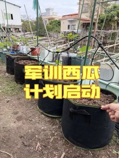 2026������ѵ��������׼�������������Ȱ�������������¶��ȹ���������������������ݪֲ��#��������#��ѵ���� #����ݪֲ