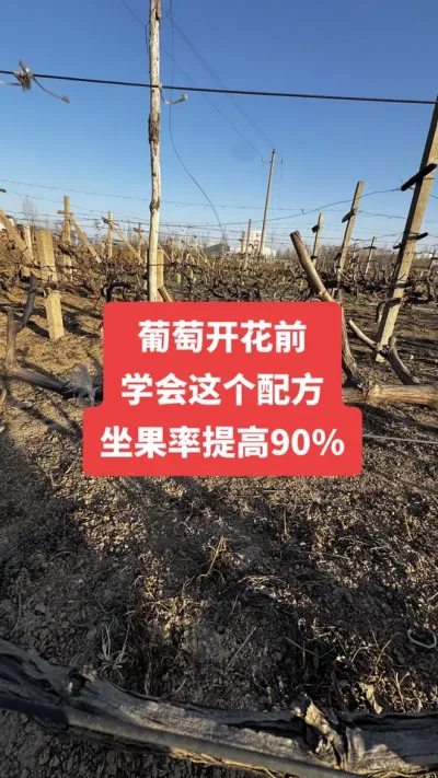 �����Ż�ǰ��ѧ������䷽��vl���������90%#�����Ż�#����ݪֲ#���Ѹ߲�