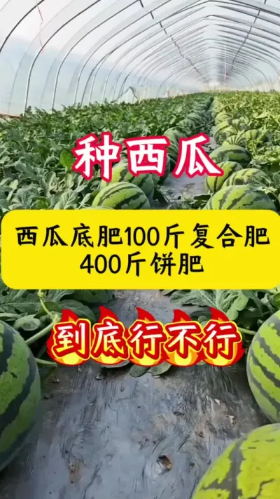#西瓜种植#西瓜种植技术#西瓜管理#西瓜底肥#种西瓜