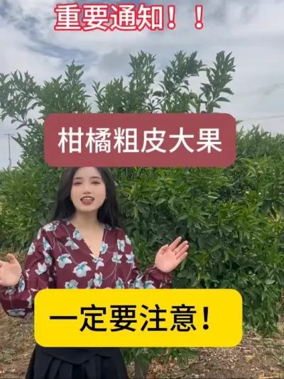 果少前期保果用药增加，柑橘粗皮大果多怎么办！快来看看#柑橘 #柑橘种植