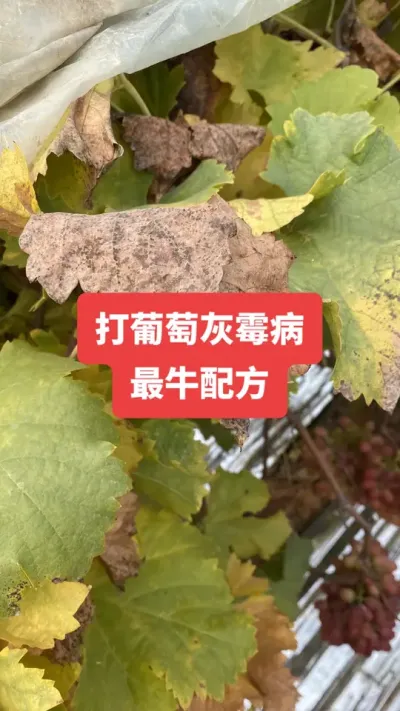 �����ѻ�ù����ţ�䷽#���ѻ�ù��#����ݪֲ#���Ѳ���