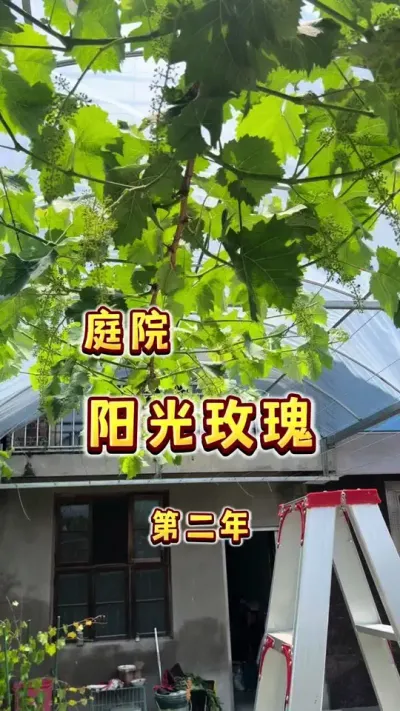 尝试第二年庭院阳光玫瑰完全不保果，不膨大，不做无核处理，纯自然果。#庭院葡萄 #葡萄自由 #葡萄 #内容启发搜索