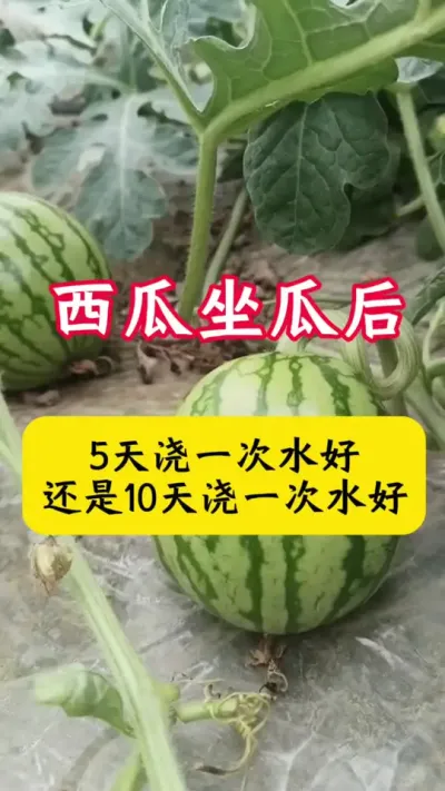 #种西瓜#西瓜种植#西瓜种植技术#西瓜管理#西瓜浇水