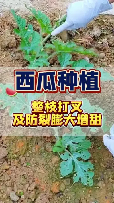 #西瓜种植 #西瓜管理 #膨大增甜 西瓜膨大增甜小妙招土方法