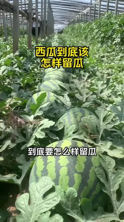#西瓜种植 #西瓜施肥 #西瓜种植技术#西瓜高产#西瓜管理