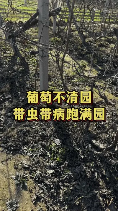 ���Ѳ���԰�������������԰#���� #����ݪֲ