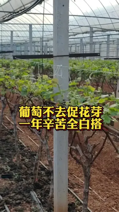 ���Ѳ�ȥ�ٻ�ѿ��һ������ȫ�״������Ѵٱ���ѿ�ֽ�#���Ѵٻ�ѿ#���Ѹ߲�#�����Ż�