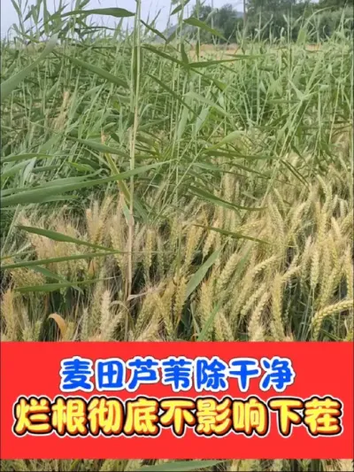 小麦田芦苇如何连根清除 好农手烂根组合，小麦收割前七至十天喷施打透，芦苇杂草一扫光，下茬安全不影响#小麦 #芦苇 #除芦苇 #除草剂 #农资肥料