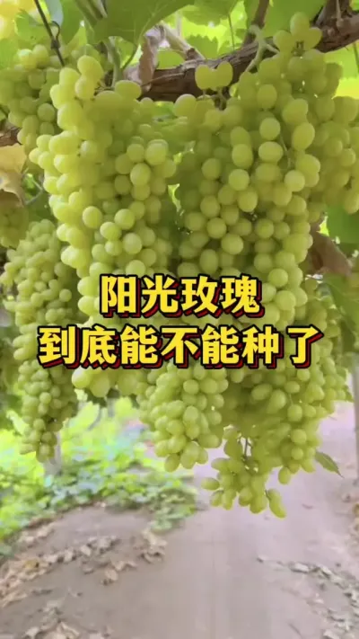 ����õ���������ܲ�������#����ũ��Ʒ #ũҵݪֲ #��ũ