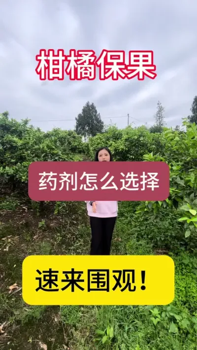 柑橘保果！别再用2，4滴了！一定要选择安全高效的保果药剂！#果农 #柑橘种植