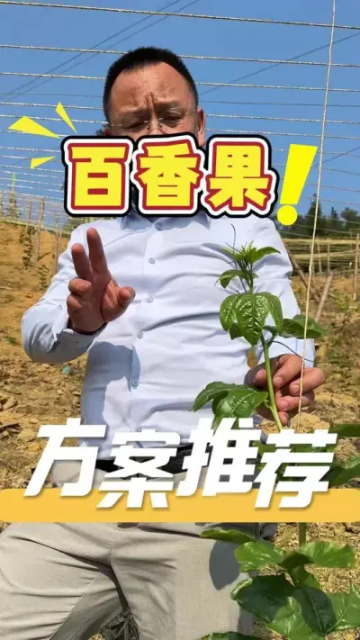百香果栽种方案推荐使用360方案#百香果#三农#农业技术推广#农业法哥
