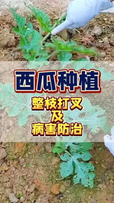 #西瓜种植#西瓜管理 #病虫害防治 #整枝打杈
